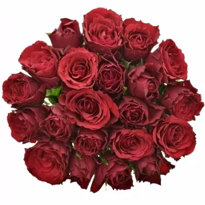 Jednodruhová kytice 21 červených růží UPPER CLASS 60 cm