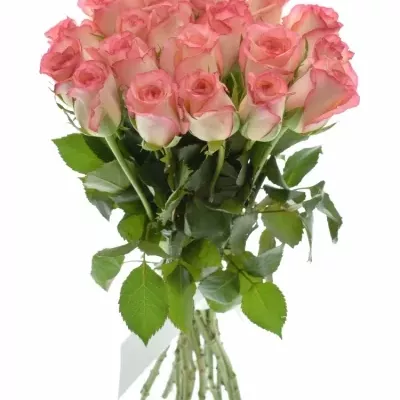 Kytice 21 růží DUO UNIQUE 40cm