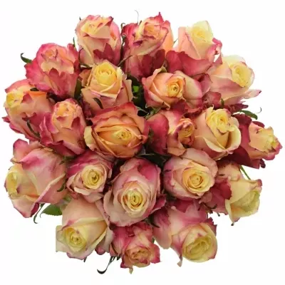 Kytice 21 růžovožlutých růží RIGOLETTO 50cm