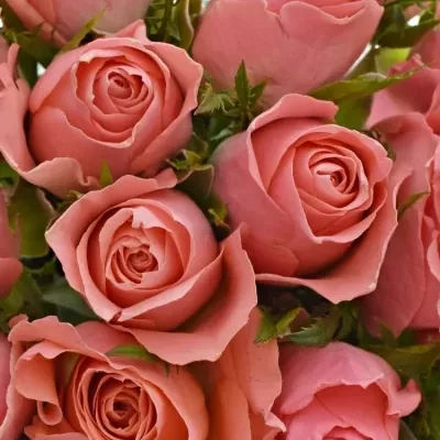 Kytice 21 růžových růží ACE PINK 50cm