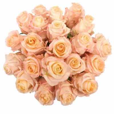 Kytice 21 růžových růží ADELAIDE 40cm