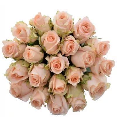 Jednodruhová kytice 21 růžových růží ALINA 50 cm