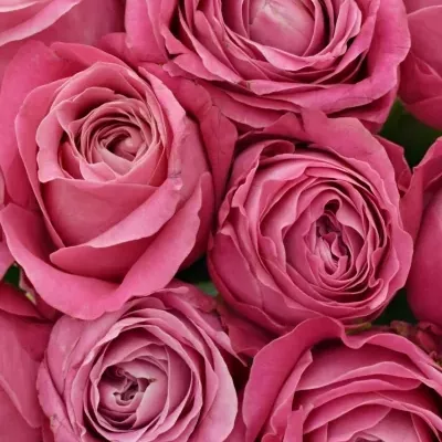 Kytice 21 růžových růží ALL 4 LOVE+