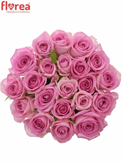 Kytice 21 růžových růží AQUA 40cm
