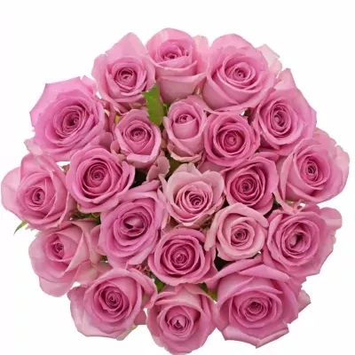Jednodruhová kytice 21 růžových růží AQUA 55 cm