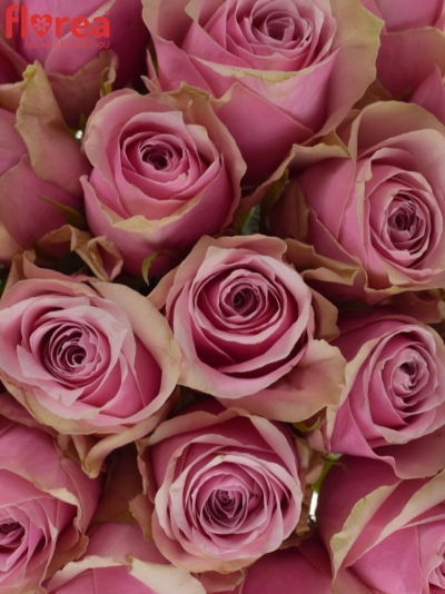 Kytice 21 růžových růží ATHENA ROYALE