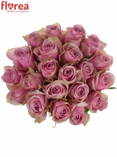 Kytice 21 růžových růží ATHENA ROYALE