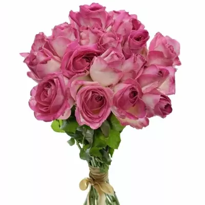 Kytice 21 růžových růží AVALANCHE CANDY+ 60cm