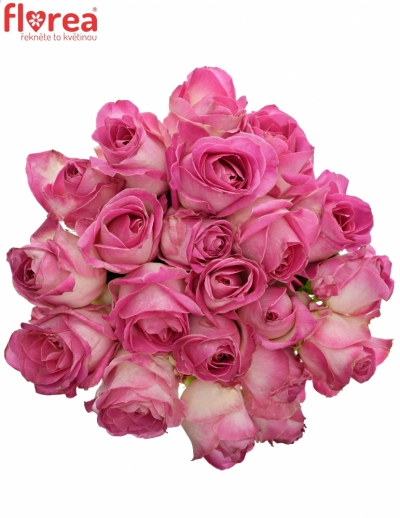 Kytice 21 růžových růží AVALANCHE CANDY+ 60cm
