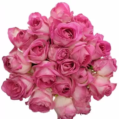 Kytice 21 růžových růží AVALANCHE CANDY+ 80cm