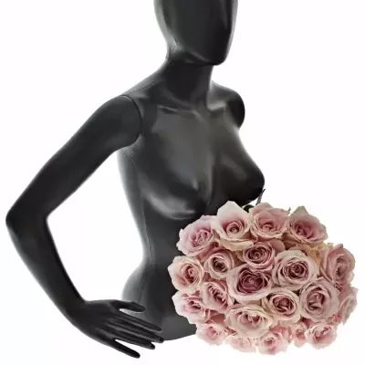 Kytice 21 růžových růží AVALANCHE PINK+ 60cm