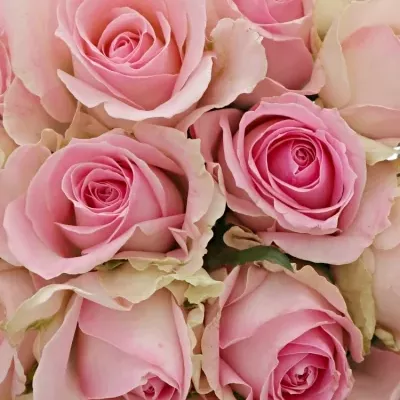 Kytice 21 růžových růží AVALANCHE SORBET 40cm