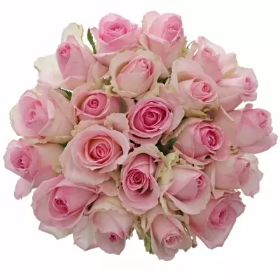 Kytice 21 růžových růží AVALANCHE SORBET 40cm