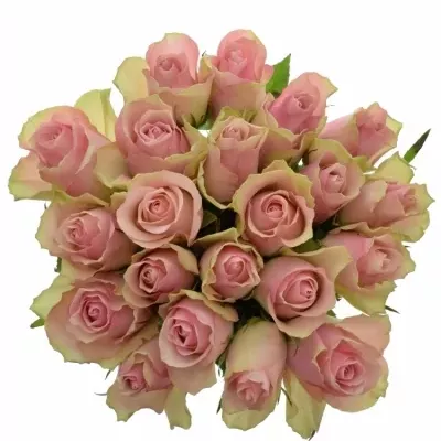Jednodruhová kytice 21 růžových růží BELLE ROSE 70 cm