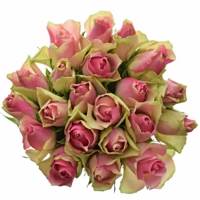 Jednodruhová kytice 21 růžových růží BELLEVUE 60 cm