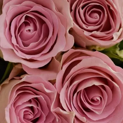Kytice 21 růžových růží BISOU 50cm 