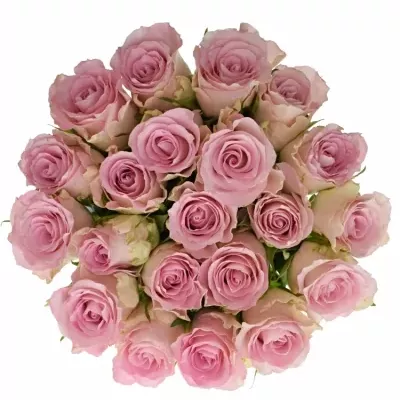 Kytice 21 růžových růží BISOU 50cm 
