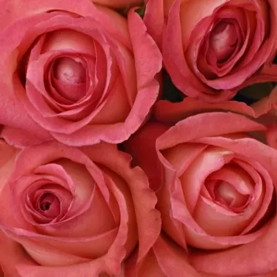 Kytice 21 růžových růží BRENDT 50cm