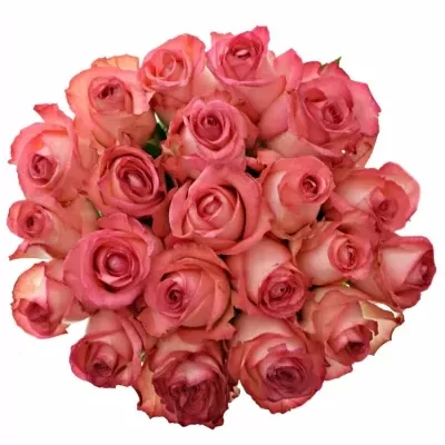 Kytice 21 růžových růží BRENDT 50cm