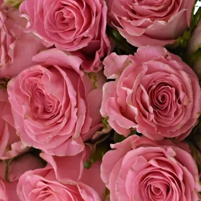 Kytice 21 růžových růží CANDACY+