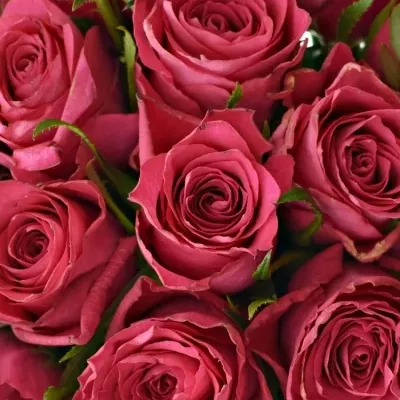 Kytice 21 růžových růží CANDIDATE!