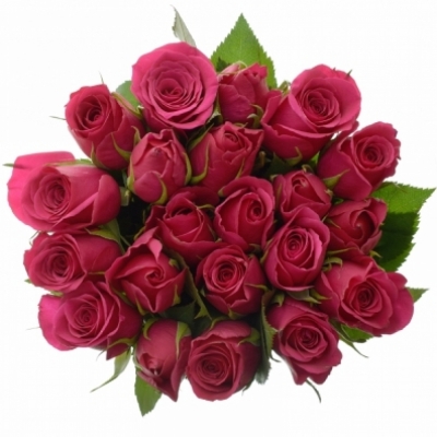 Kytice 21 růžových růží CERISE SUCCESS 60 cm