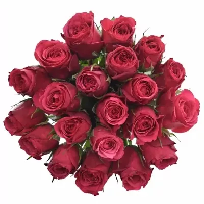 Kytice 21 růžových růží CHERRY O! 40cm