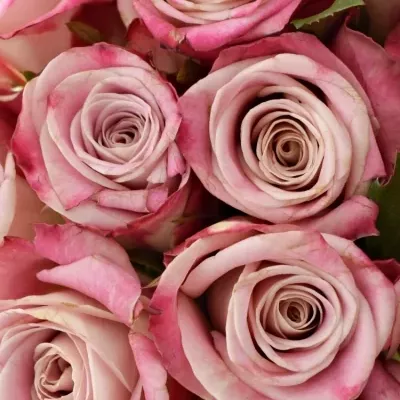Kytice 21 růžových růží CLASSY ALISON