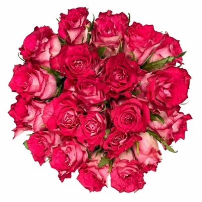 Kytice 21 růžových růží CROSSFIRE 70 cm