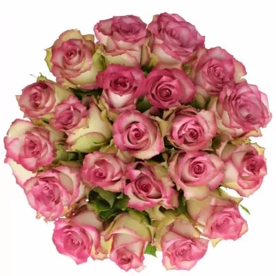 Jednodruhová kytice 21 růžových růží E-VENT 50 cm