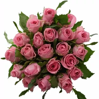 Kytice 21 růžových růží ELIZA 45cm