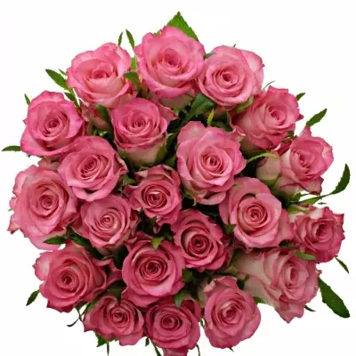 Kytice 21 růžových růží ENSEMBLE 40cm 