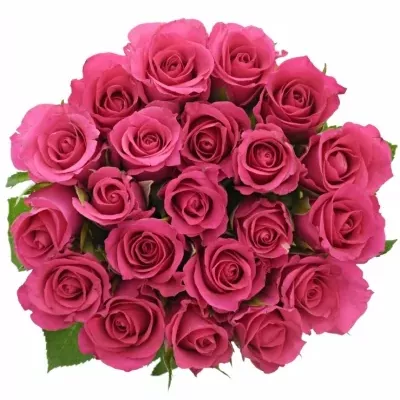 Kytice 21 růžových růží FRISBEE 70cm