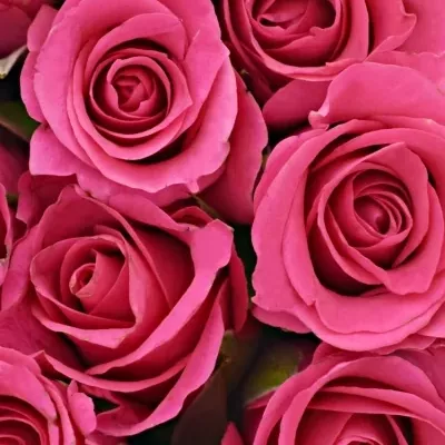 Kytice 21 růžových růží FRISBEE 40cm