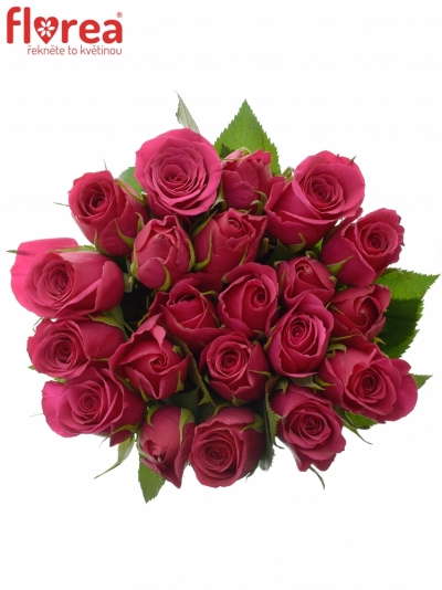 Kytice 21 růžových růží FUCHSIANA 40cm 