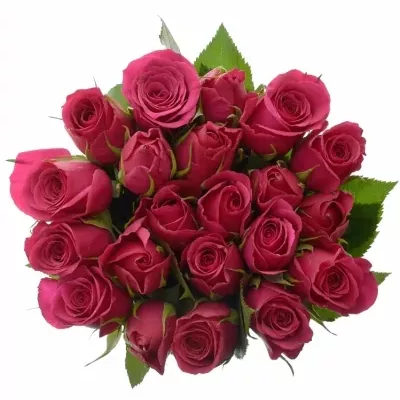 Kytice 21 růžových růží FUCHSIANA 60cm