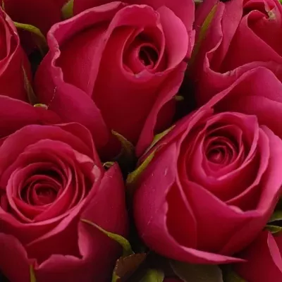 Kytice 21 růžových růží FUCHSIANA 60cm 