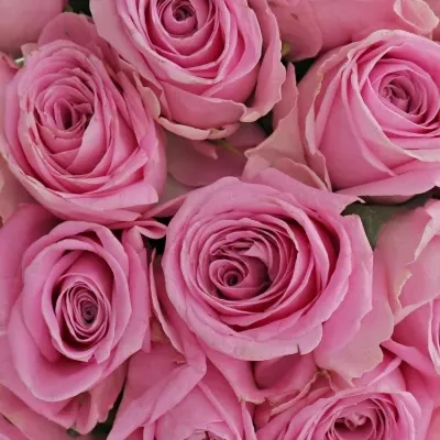 Kytice 21 růžových růží HEIDI!