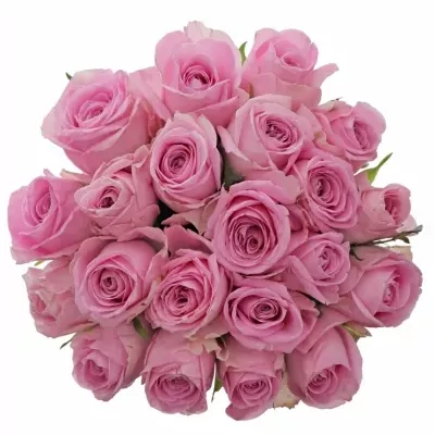 Jednodruhová kytice 21 růžových růží HEIDI! 70 cm