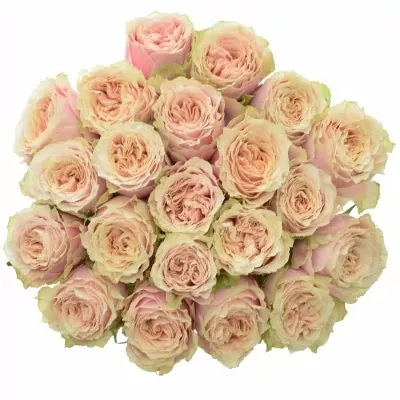 Kytice 21 růžových růží HELEN OF TROY 50cm