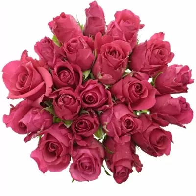 Kytice 21 růžových růží ISADORA 40cm