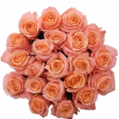 Kytice 21 růžových růží LADY MARGERAT 50cm