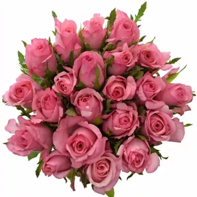 Kytice 21 růžových růží LOVELY JUBILEE 35cm