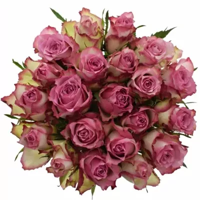 Kytice 21 růžových růží MELINA 40cm 