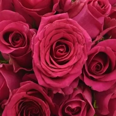 Kytice 21 růžových růží MEMORY