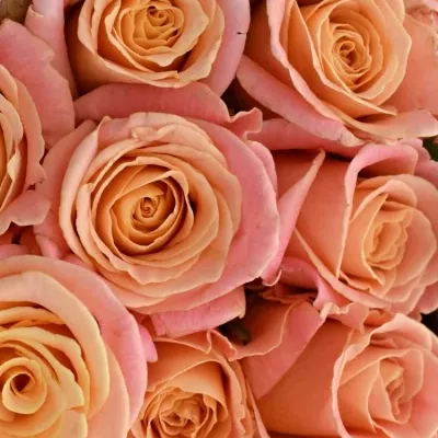 Kytice 21 růžových růží MISS PIGGY 60cm