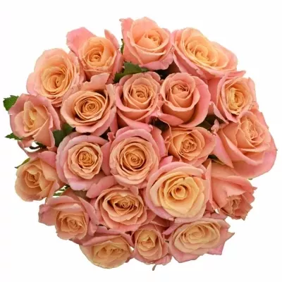Jednodruhová kytice 21 růžových růží MISS PIGGY 90 cm