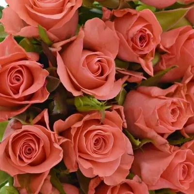 Kytice 21 růžových růží NANCY 40cm