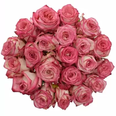 Kytice 21 růžových růží NAVARRA 40cm