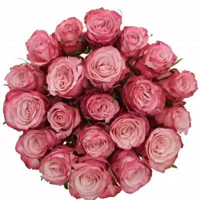 Jednodruhová kytice 21 růžových růží NO LIMIT 50 cm